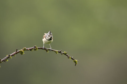 Crested tit (Lophophanes cristatus) perched on mossy branch with copy space