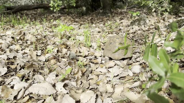 A close-up photograph of a Spur-thighed tortoise, also known as a Greek tortoise (Testudo graeca), crawling away through dry leaf litter in a Mediterranean oak forest.