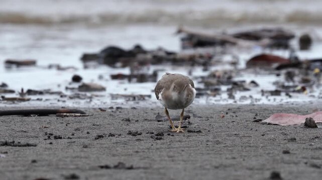 Breeding adult Spotted Sandpiper (Actitis macularius) actively foraging for food on the sandy beaches of the Colombian Pacific coast. The bird searches the shoreline with quick, precise movements, dis