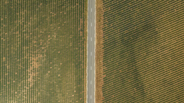 Aerial view of a solitary road slicing through fields of patterned textures and earthy tones, creating a striking contrast, Greoux-les-Bains, Provence-Alpes-Cote d'Azur, France.