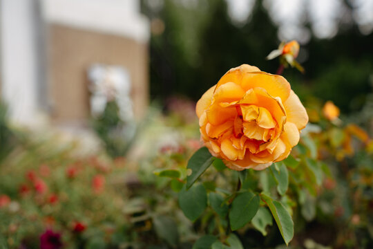La Villa Cotta orange floribunda rose in garden, close-up of single double flower