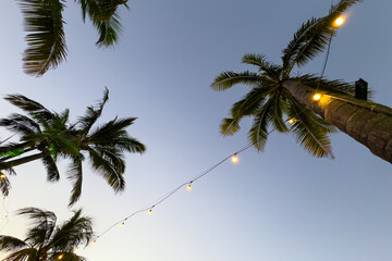 Low angle view of palm trees with glowing string lights against a twilight sky in Mauritius
