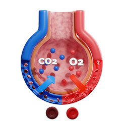 Upper airway to alveoli pathway composite diagram. 3D illustration.