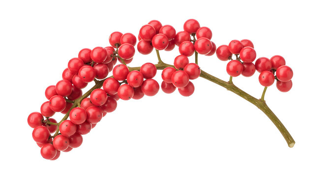 Pink peppercorn branch photographed with refined detail and natural elegance Isolated on White background