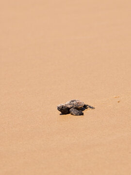 Hatching turtle on sandy beach in Brazil