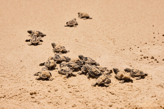 Hatching turtle on sandy beach in Brazil