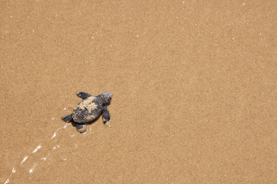 Hatching turtle on sandy beach in Brazil