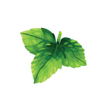 Simple vector flat  illustration of a light green leaf