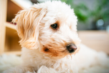 Side profile portrait of maltipoo puppy in warm indoor light © Przemyslaw Iciak