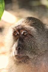 Obraz premium Monkey