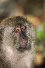 Obraz premium Monkey