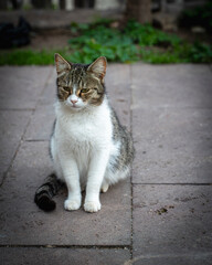 The beautiful street cat is looking at the horizon