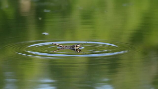 Close-up of a water strider on a pond's surface