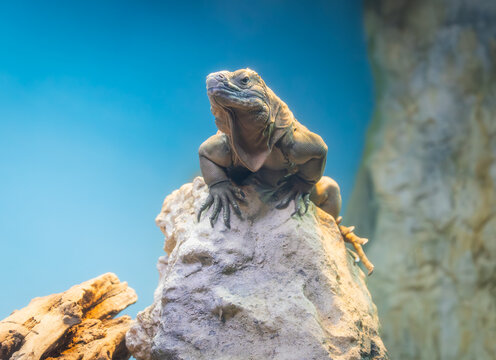 Jamaican Iguana perched on a rock at a zoo herpetarium. Also known as Colley's iguana is critically endanger due to deforestation.