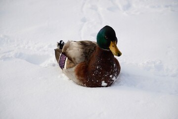 Male Duck Sitting on White Snow &mdash; Winter Wildlife Scene