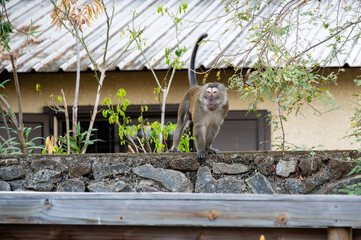 Wild crab-eating macaque monkey standing on a stone wall at a villa in Tamarin, Mauritius