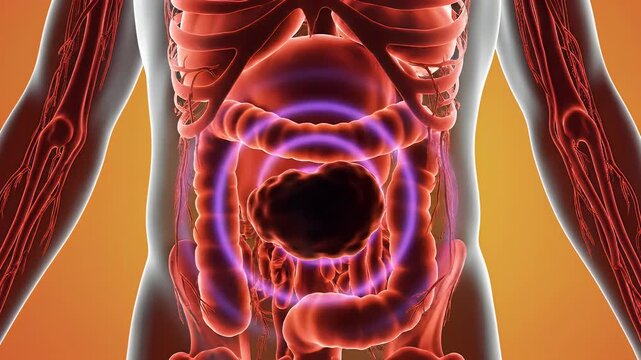 Detailed illustration of the human digestive system intestines.