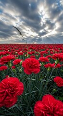 Obraz premium Expansive field of vibrant red blossoms stretches toward a dramatic, sunlit sky