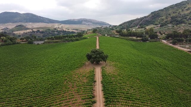 Vigneto Sicilia