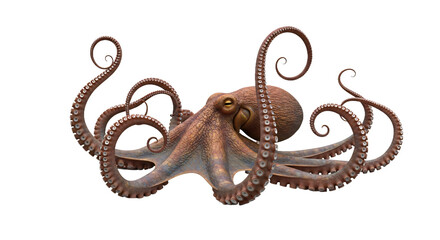 Eight-legged octopus with curled tentacles, realistic texture, isolated on transparent background © Jisanur