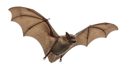 Fototapeta na wymiar Bat in flight with wings spread wide, detailed wing membranes, isolated on transparent background