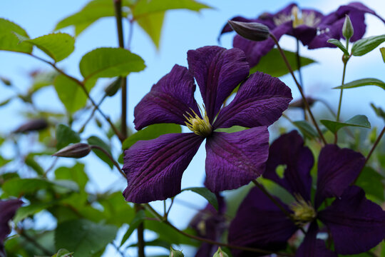 Clematis flower Etoile Violette Deep violet color with yellow stamens. On the right side in close-up against green leaves and blue sky. View from bottom to top. Space for text.