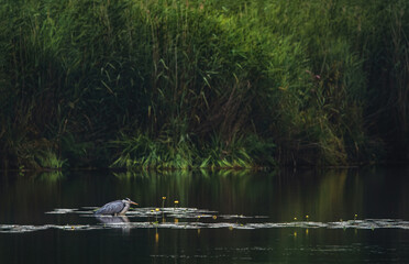 Lake Federsee With A Grey Heron (Ardea Cinerea)