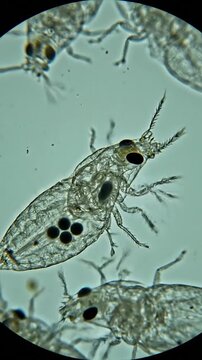Microscopic view of small translucent aquatic organisms with visible internal