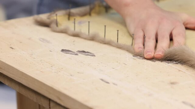 Professional furrier or skinner uses special nails and a wooden mallet to fix a sable pelt onto a wooden stretching table showing the leather side or underside of the skin