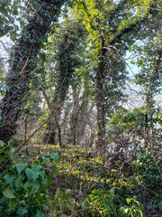 Forest with trees and ivy