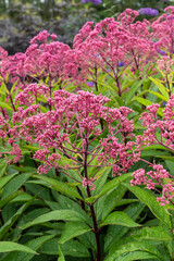 Obraz premium Cluster of tall pink flowers growing in lush green garden