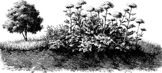 Obraz premium Vintage botanical sketch of harvest abundance with trees and flowers for artistic prints and decor