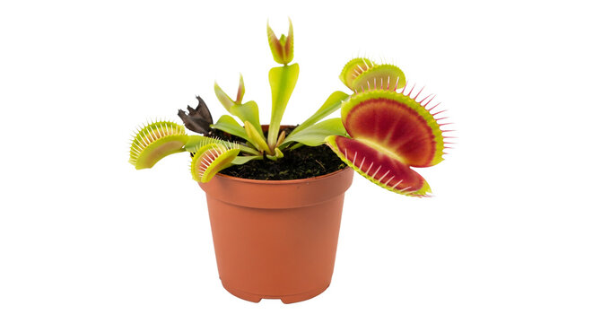 Carnivorous Venus flytrap plant in a pot with open traps, isolated on white background