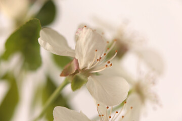 Smoke close-up Selective soft focus cream white blooming cherry branch. Natural abstract light blur beige neutral background.