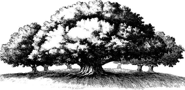 Harmonious unity of vintage botanical trees in hand-drawn etched style