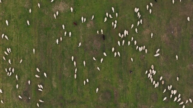 Drone View of Sheep Herd Grazing on Green Pasture