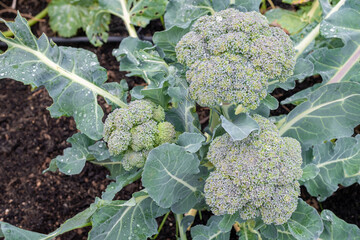 Broccoli plants grow in a garden bed with green leaves and healthy florets during daytime hours in...
