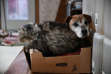 cat and dog hanging out together