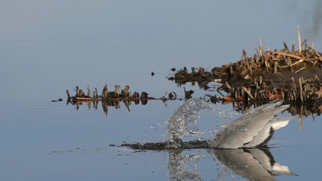 great blue heron in glassy still water catching and eating fish in slow motion