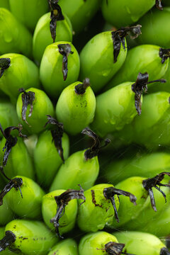 banana