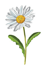 Fototapeta premium Chamomile daisy flower isolated illustration
