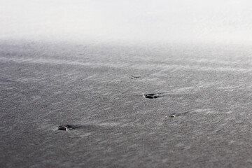 small shells in the damp sand of the beach.