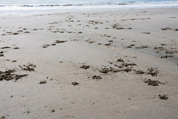 The beach has damp sand with several spots where the sand is churned up because of the burrows that crabs make to bury themselves