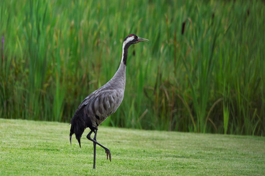 One crane bird standing on green meadow