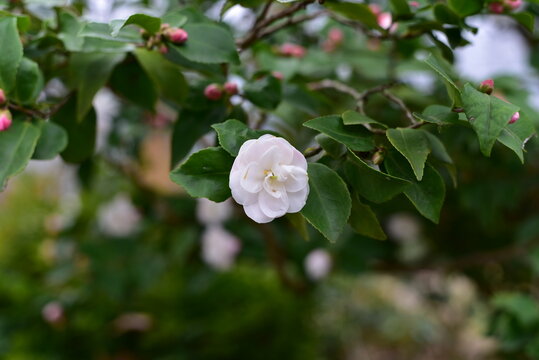 Camellia Cinnamon Cindy