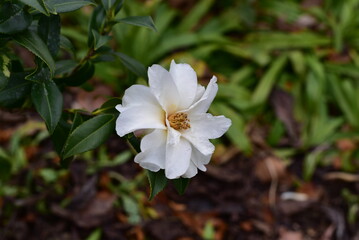 Obraz premium Kamelie 