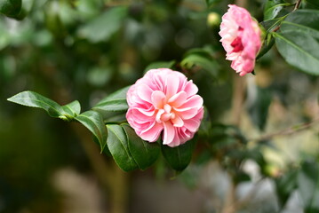 Obraz premium Kamelie 