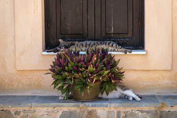 Two cats sleeping lazily on window sill with potted plant at Skiadi Monastery Rhodes Greece