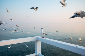 Seagull standing on white wooden railing of Orlowo pier in Gdynia Poland during sunrise