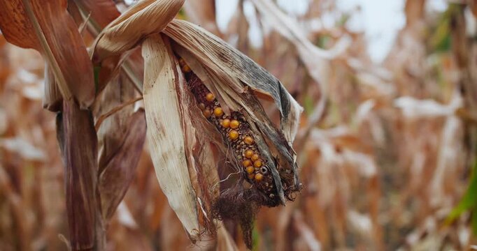 Close-up of corn cob affected by plant disease. Signs of unhealthy crop development